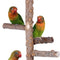 Bird Perch Nature Wood Stand for 3-4Pcs Small Medium Parrots (S)